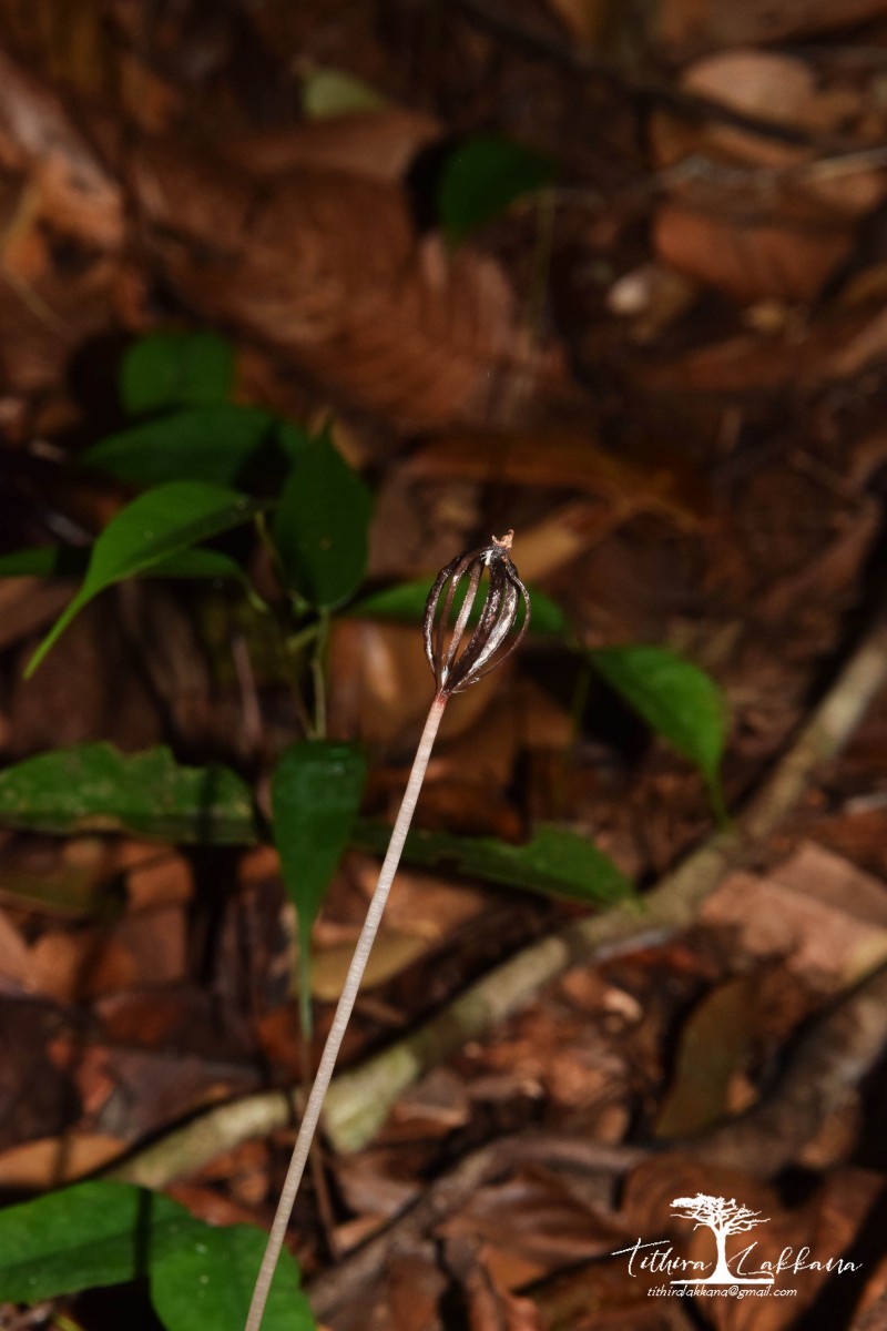 Gastrodia gunatillekeorum